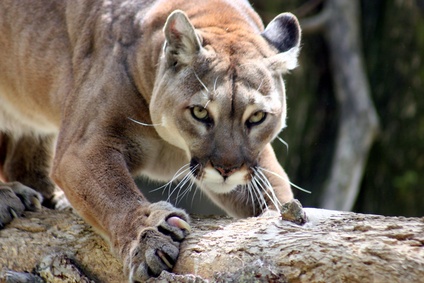 BGH: Puma schlägt Pudel